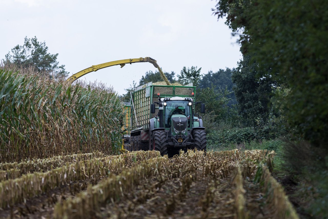 Bild 201 - Maisernte